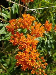Asclepias tuberosa interior