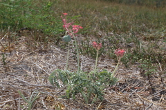 Jatropha cathartica