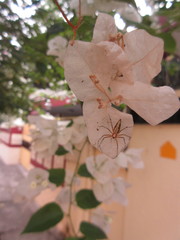 Araneae