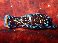Camachoaglaja berolina