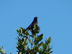 Quiscalus quiscula quiscula