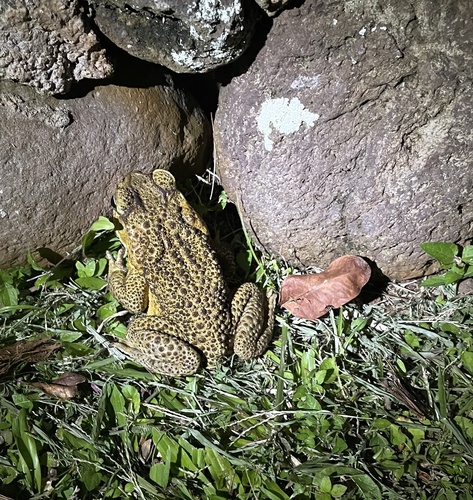 Rhinella marina observed 2022-06-21