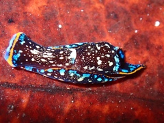 Camachoaglaja berolina
