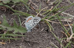 Euphilotes heracleoides