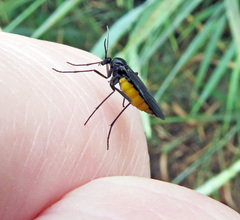 Sciara hemerobioides