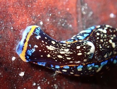 Camachoaglaja berolina