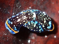 Camachoaglaja berolina