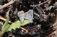 Euphilotes heracleoides