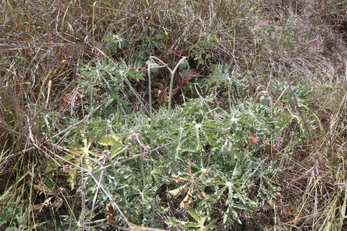 Image of Jatropha cathartica by (c) Reid Hardin, some rights reserved (CC BY)
