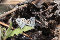 Euphilotes heracleoides