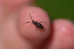 Cremnocephalus alpestris