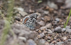 Euphilotes heracleoides