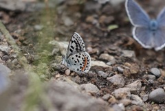 Euphilotes heracleoides