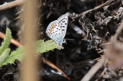 Euphilotes heracleoides