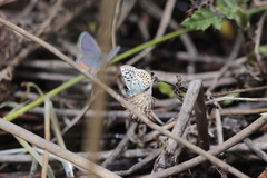 Euphilotes heracleoides