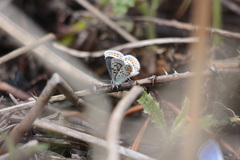 Euphilotes heracleoides