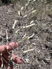 Chlorogalum angustifolium