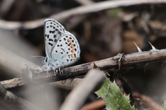 Euphilotes heracleoides