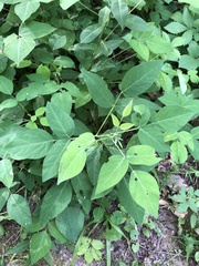 Desmodium cuspidatum