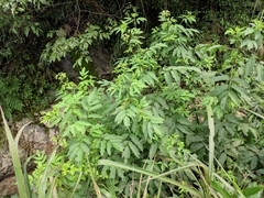 Sambucus javanica