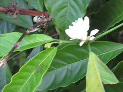 Magnoliopsida