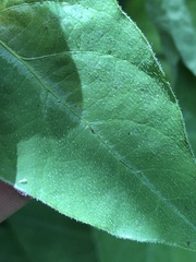 Desmodium cuspidatum