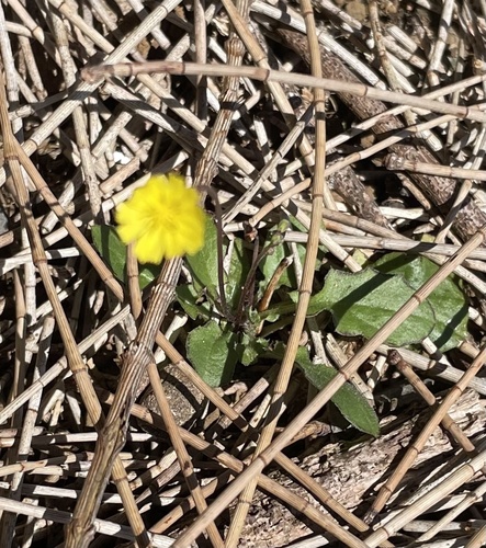 Youngia japonica observed 2022-06-18