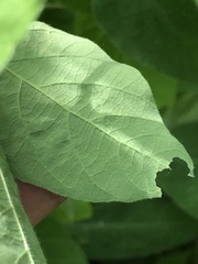 Desmodium cuspidatum