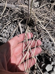 Chlorogalum angustifolium