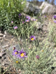 Erigeron filifolius