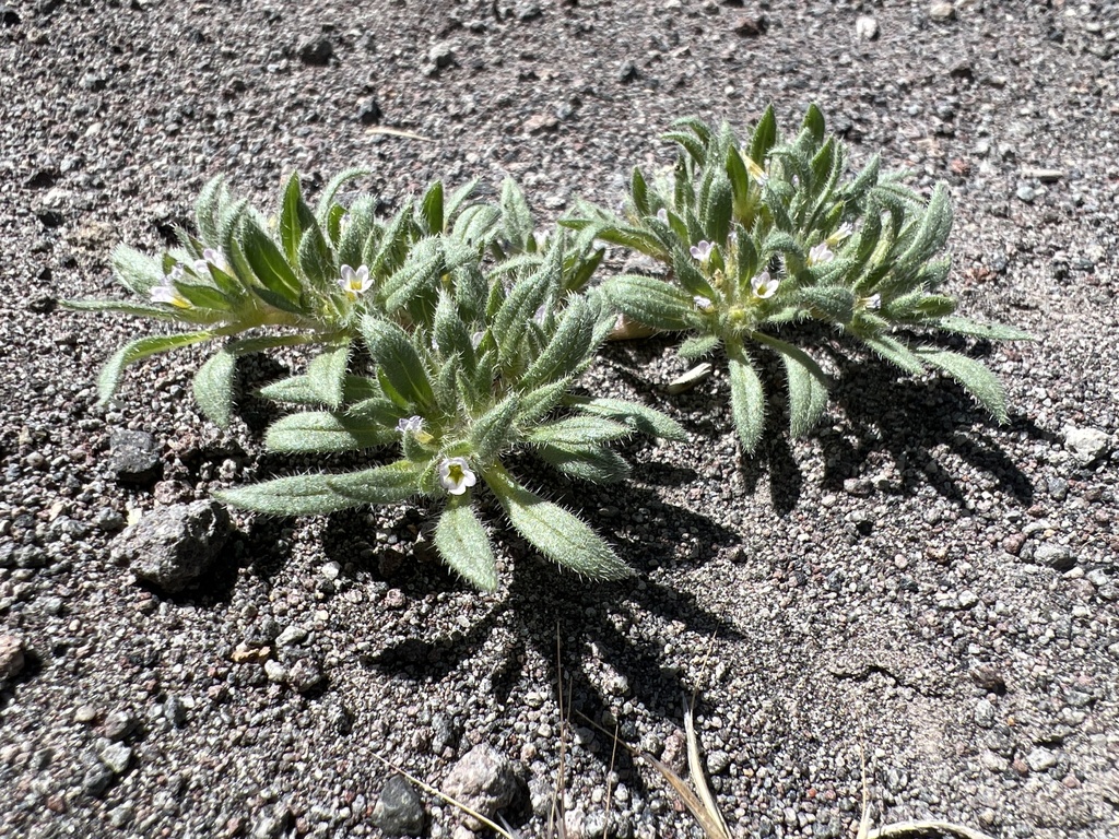 gray mat