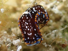 Camachoaglaja berolina