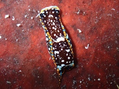 Camachoaglaja berolina