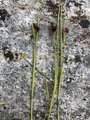 Juncus vaseyi