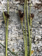 Juncus vaseyi