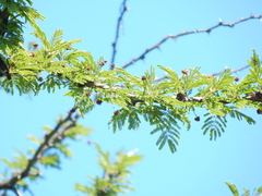 Vachellia astringens