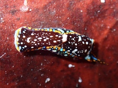 Camachoaglaja berolina