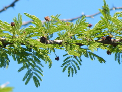 Vachellia astringens