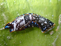 Camachoaglaja berolina