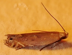 Battaristis concinnusella