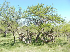 Vachellia astringens