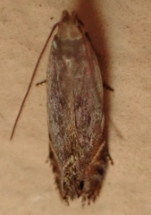 Battaristis concinnusella