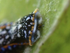 Camachoaglaja berolina