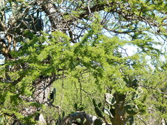 Vachellia astringens