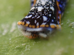 Camachoaglaja berolina