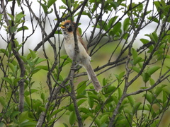 Paradoxornis guttaticollis