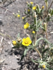 Mentzelia montana