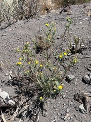 Mentzelia montana