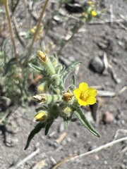 Mentzelia montana