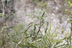 Manihot subspicata
